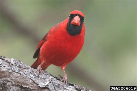 Northern Cardinal Cardinalis Cardinalis Natureworks