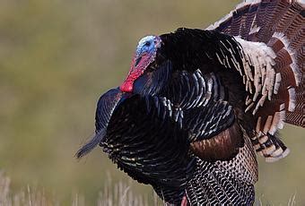 Where To Shoot A Turkey With A Bow Tips For Beginners Paperblog