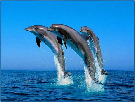 3d Dolphin Screensaver Windows 7 Download Free