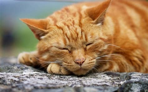 Download Short Haired Ginger Cat Picture