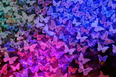 Download Colorful Blue Pink Colors Animal Butterfly Hd Wallpaper