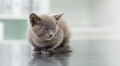 Ataxia en gatos - Tipos, síntomas, causas y tratamiento