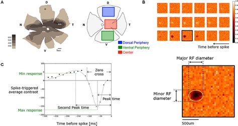 Frontiers Characterization Of Retinal Functionality At Different