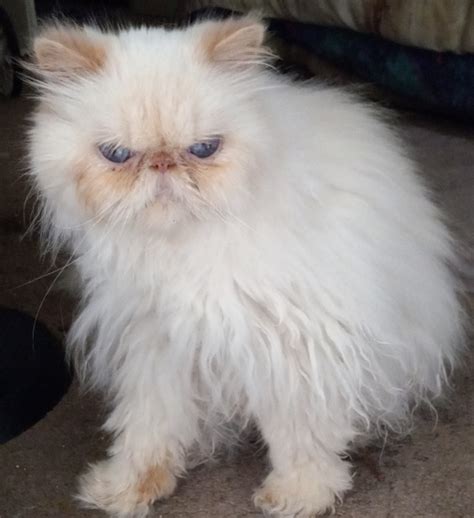Persian And Himalayan Cat Rescue 925 838 1838 Or Info