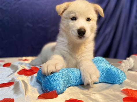 Husky puppy | cute puppies. Alaskan Husky Puppies For Sale | Punta Gorda, FL #323050