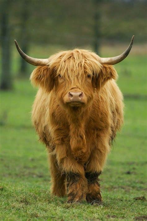 Pin On Scottish Highland Cattle
