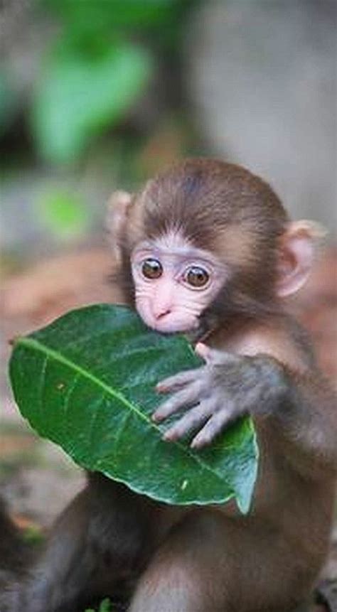 1014 Best Images About Monkey Business On Pinterest