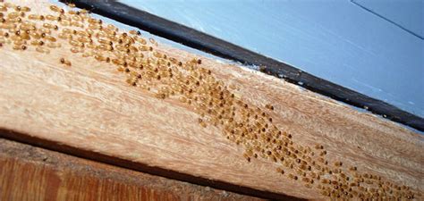 How To Prevent Termites Termite Prevention Tips That Can Protect Your