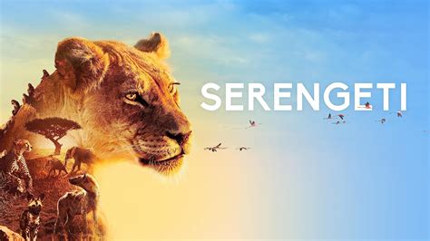 watch serengeti season 2 prime video