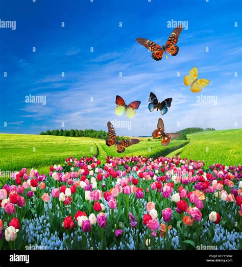 Yellow Flowers And Butterflies Hi Res Stock Photography And Images Alamy