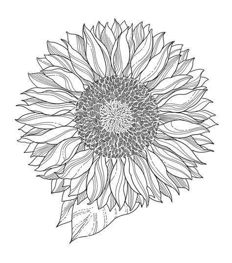 Indigoblu Sunflower Cling Stamp | Sunflower drawing, Sunflower mandala, Sunflower coloring pages