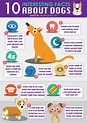 10 Interesting Facts About Dogs by Animals Life NET - Animals Life ...
