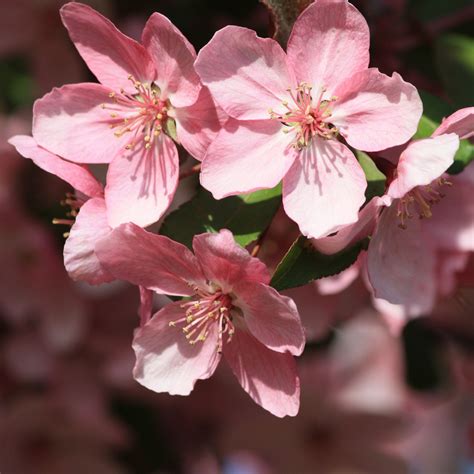 무료 이미지 경치 나무 자연 꽃잎 봄 매크로 담홍색 벚꽃 닫다 배경 과수 벽지 개화 자두 꽃이 피다