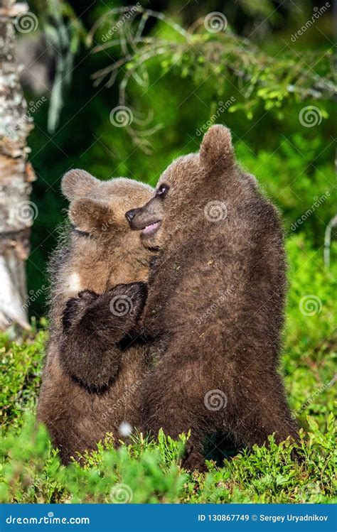 Brown Bear Cubs Playfully Fighting Stock Image Image Of Animals Cubs
