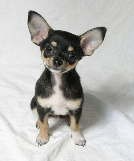36 Best Black Chihuahua Images On Pinterest Black Chihuahua