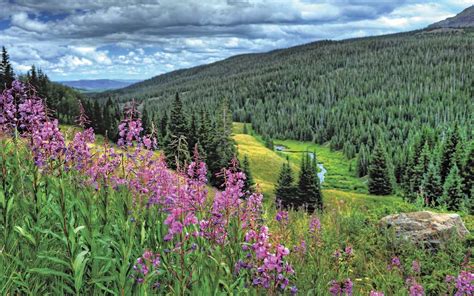 Colorados Summer Purple Wildflower Flowering East Inlet Trail In Rocky