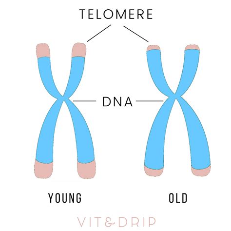 Anti Aging From Within The Science Of Telomeres