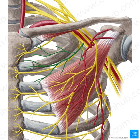 Pectoralis Minor Muscle Anatomy Innervation And Function Kenhub Porn Sex Picture