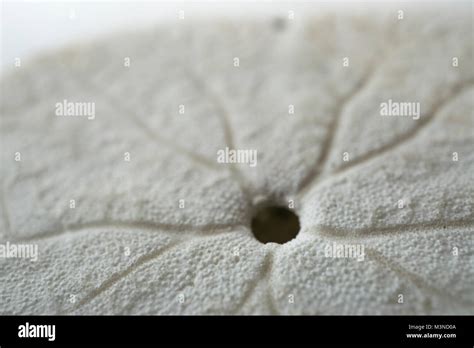 Snapper Biscuit Hi Res Stock Photography And Images Alamy