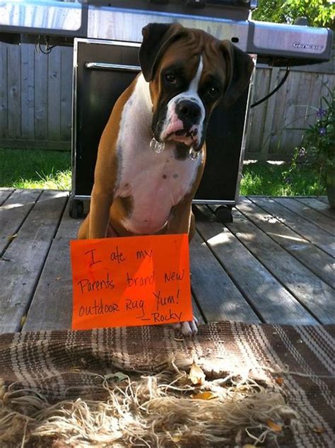 The Best Of Dog Shaming Gallery Ebaums World