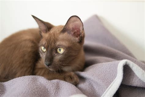 Most Popular Brown Cat Breeds With Pictures