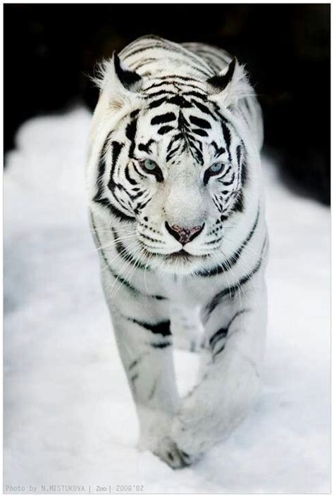 White Tiger Blue Eyes In Snow