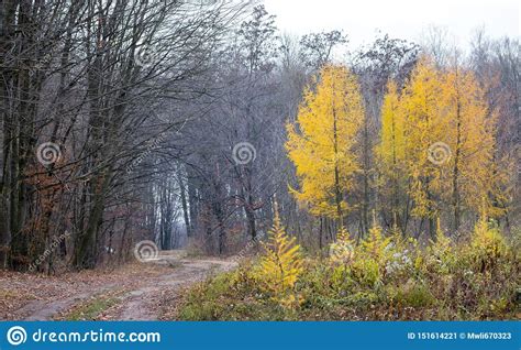 Forest Of Late Autumn With A Road And Separate Trees With Yellow Leaves