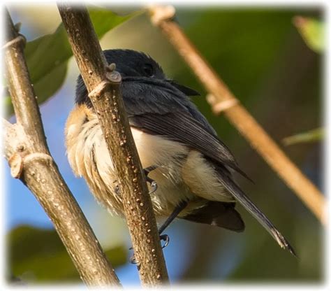 Bird Watching On Fiji Vanikoro Flycatcher