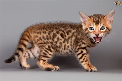 The bengal cat is a domesticated cat breed created from hybrids of domestic cats, especially the spotted egyptian mau, with the asian leopard cat (prionailurus bengalensis). F1 Bengal Cat For Sale Uk
