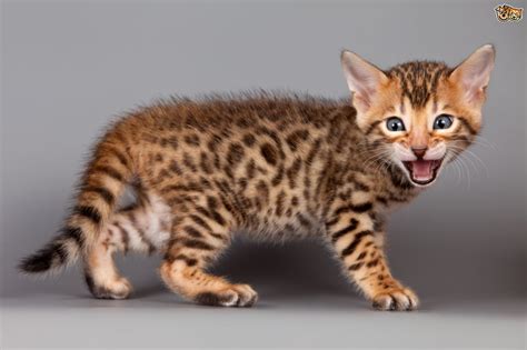 We'll begin by saying that just because a cat has spots or marbling in its fur, this doesn't automatically mean it's a bengal! Bengal Cat Breed Information, Buying Advice, Photos and ...