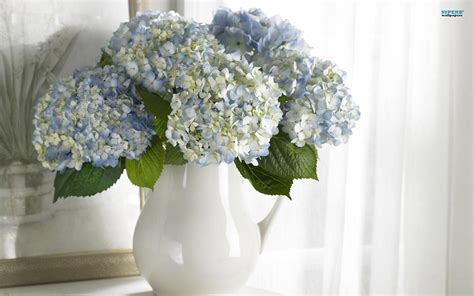 A Vase Of Lovely Hydrangeas Wallpaper Nature And Landscape