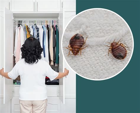 How To Get Rid Of Bed Bugs From Clothes How To Get Rid Of Bed Bugs