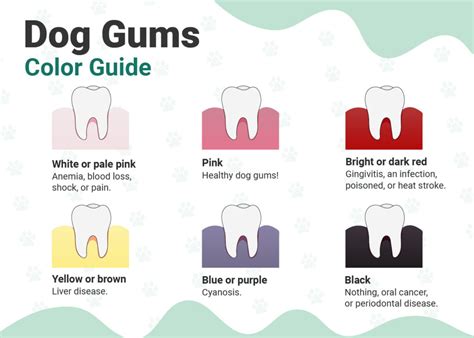 Healthy Dog Gums Vs Unhealthy Vet Approved Facts And Infographic With