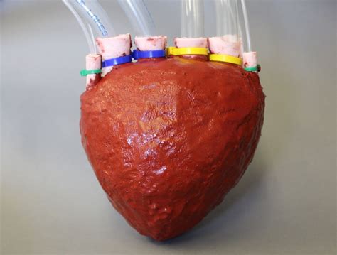 Scientists Develop Fast Pumping Artificial Foam Heart