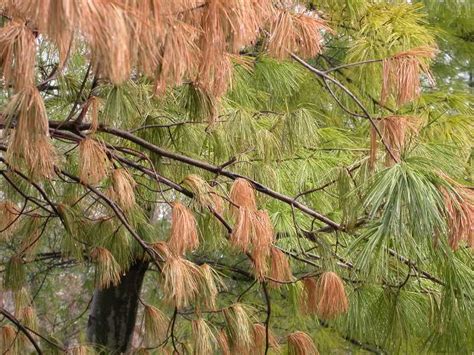 Weeping Pine Tree Turning Brown Service Binnacle Image Archive