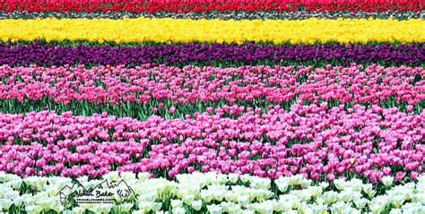 Skagit Valley Tulip Festival Photo Travel And Tours Gallery