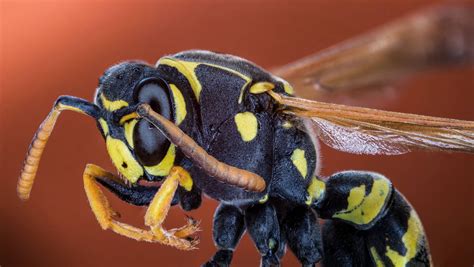 What Does A Queen Wasp Look Like Catch It Ltd