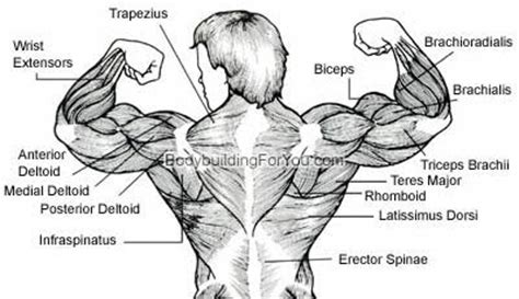 Start studying lower back muscles. Out and About: The spirit is willing but the flesh is weak