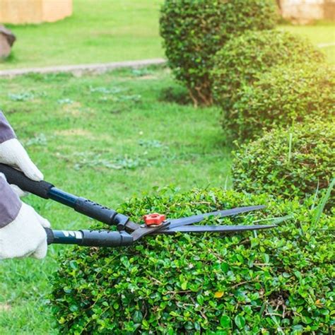 Tree And Shrub Trimming And Pruning Residential Madison Landscape