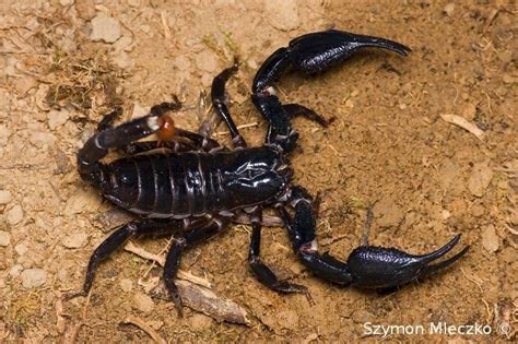 Heterometrus Spinifer Malaysian Giant Forest Scorpion Scorpo Hunter