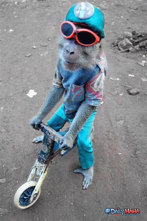 25 Best Images About Monkeys Riding On Things On Pinterest Bikes