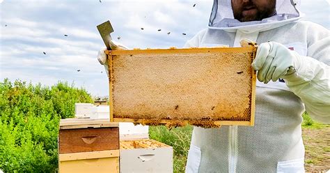 How To Harvest Honey From Your Beehive Ifa S Helping To Grow Blog
