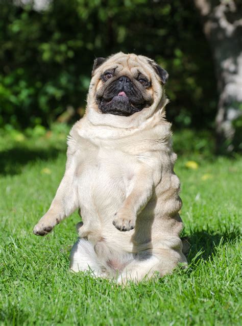 Miniature Pug Pet Ponder