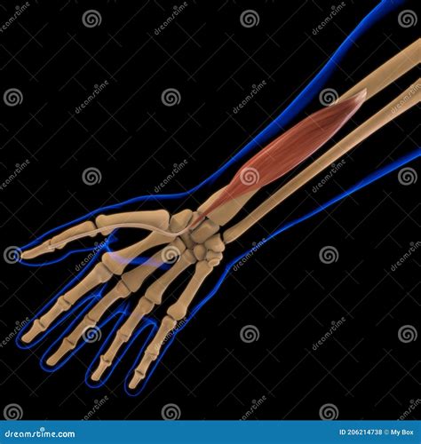 Flexor Pollicis Brevis Muscle Anatomy For Medical Concept 3d