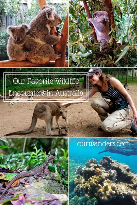 Our Favorite Wildlife Encounters In Australia Road Trip Guides Photo