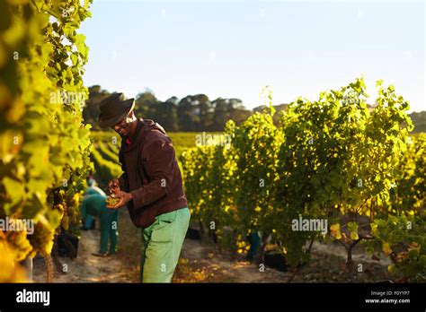 People Working In Vineyard Workers Harvesting Grapes From Rows Of