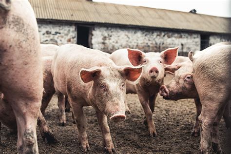 Swine Nutrition Ingredients For Sows Piglets Growers York Ag