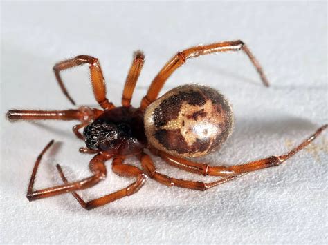 how long do false widow spiders live false widow spider the wildlife trusts spider image