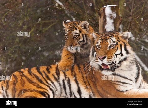 Siberian Amur Tigers Panthera Tigris Altaica Sitting In The Snow