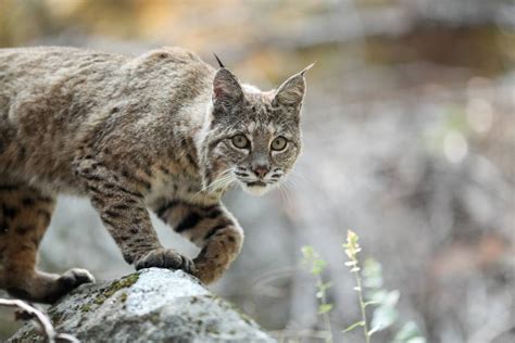 8 Facts About Bobcats The Most Common Wildcat In North America Wild